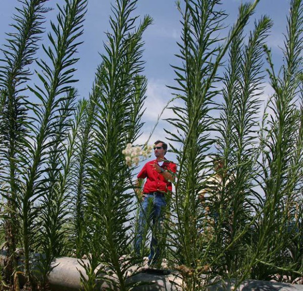Źródło:http://www.usnews.com/news/articles/2012/10/19/ herbicide-resistant-super-weeds-increasingly-plaguing-farmers