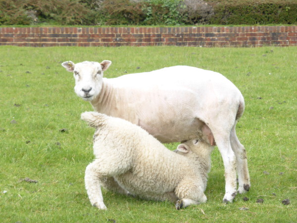 Owce pasą się wokół dworu